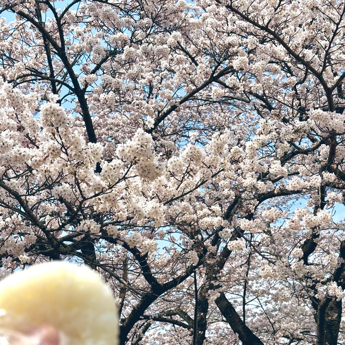 山形は久しぶりの晴天で桜が満開です🌸
おにぎり持ってお花見に行きましょう！
#雪若丸