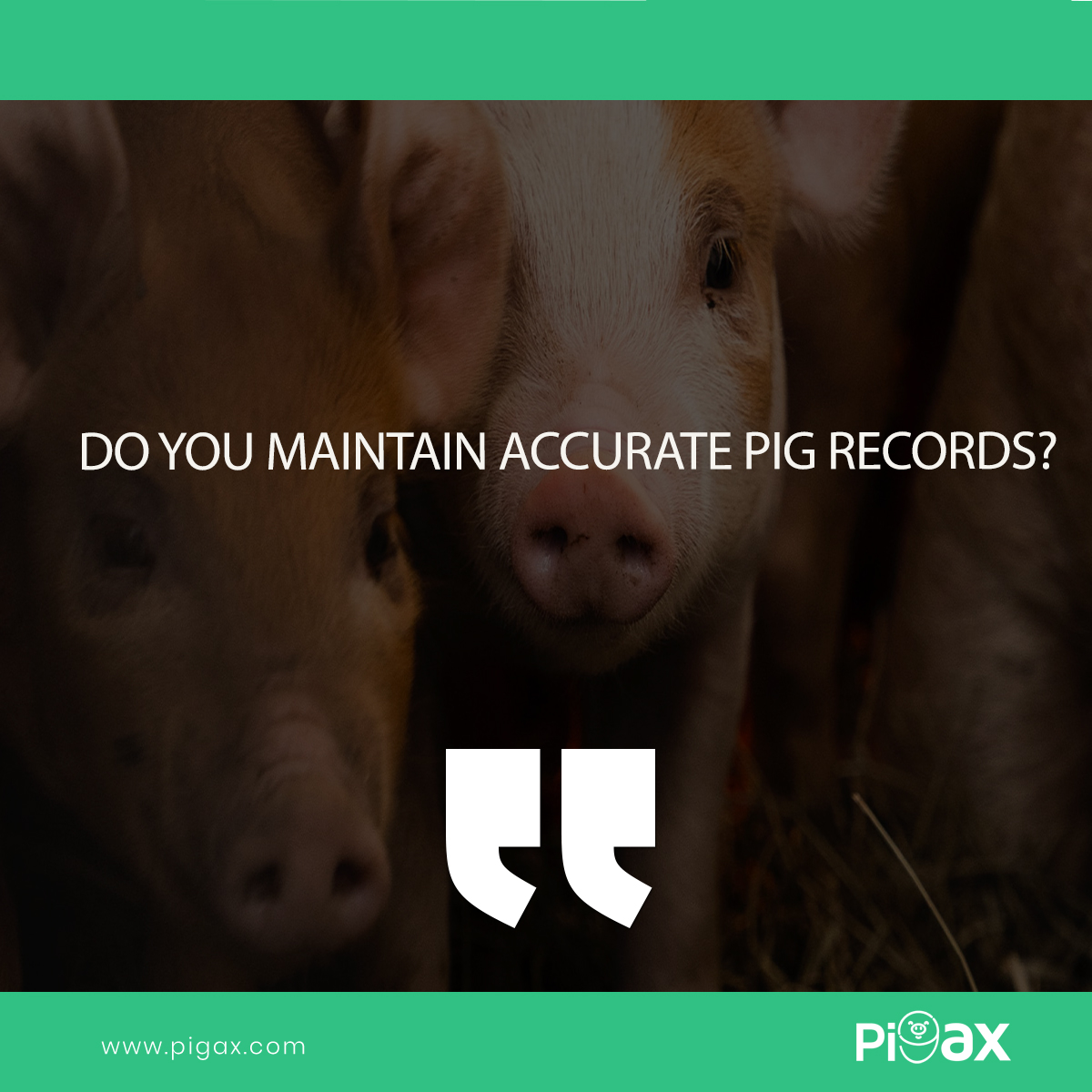 pigaxapp's tweet photo. Maintaining accurate pig records isn’t just a chore—it’s a powerful strategy for running a smarter pig farms. https://t.co/xgIHYETOit
#pigax #piggerybusiness #pigfarming #pig https://t.co/nFAn2JhXNu