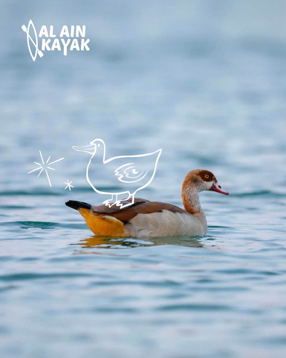 AlainKayak's tweet photo. ‘

You can enjoy kayaking and watch fish and different types of birds at the Green Mubazzarah Lake 💜 https://t.co/yb6W4eUHKF