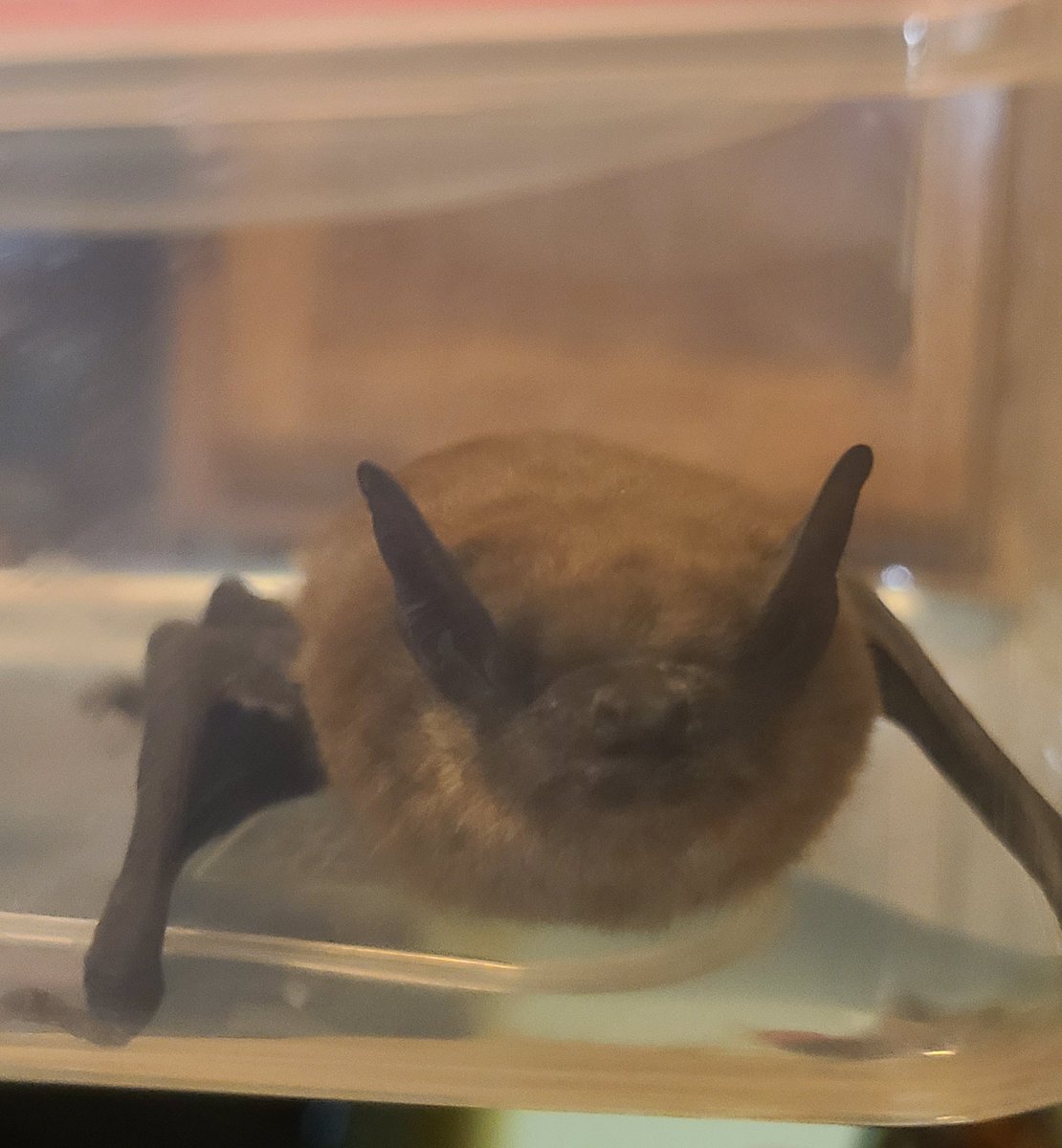 _atarri's tweet photo. Life update: rabies probably 🦇

You know you've reached true goth vampire status when you wake up to this cuddle buddy clinging to your leg https://t.co/et2ygZyVzD