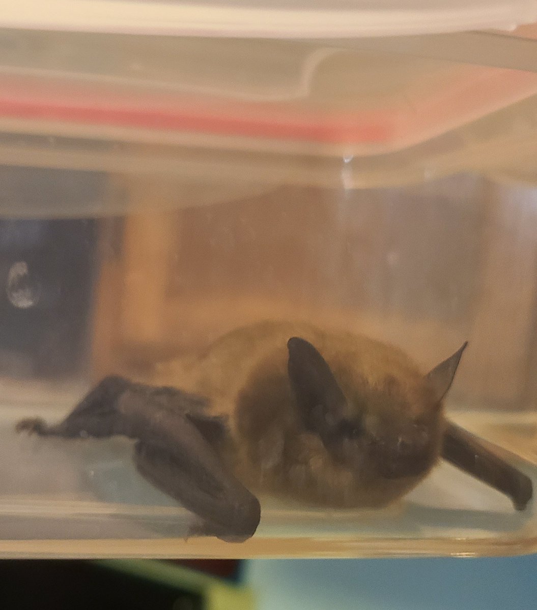 _atarri's tweet photo. Life update: rabies probably 🦇

You know you've reached true goth vampire status when you wake up to this cuddle buddy clinging to your leg https://t.co/et2ygZyVzD