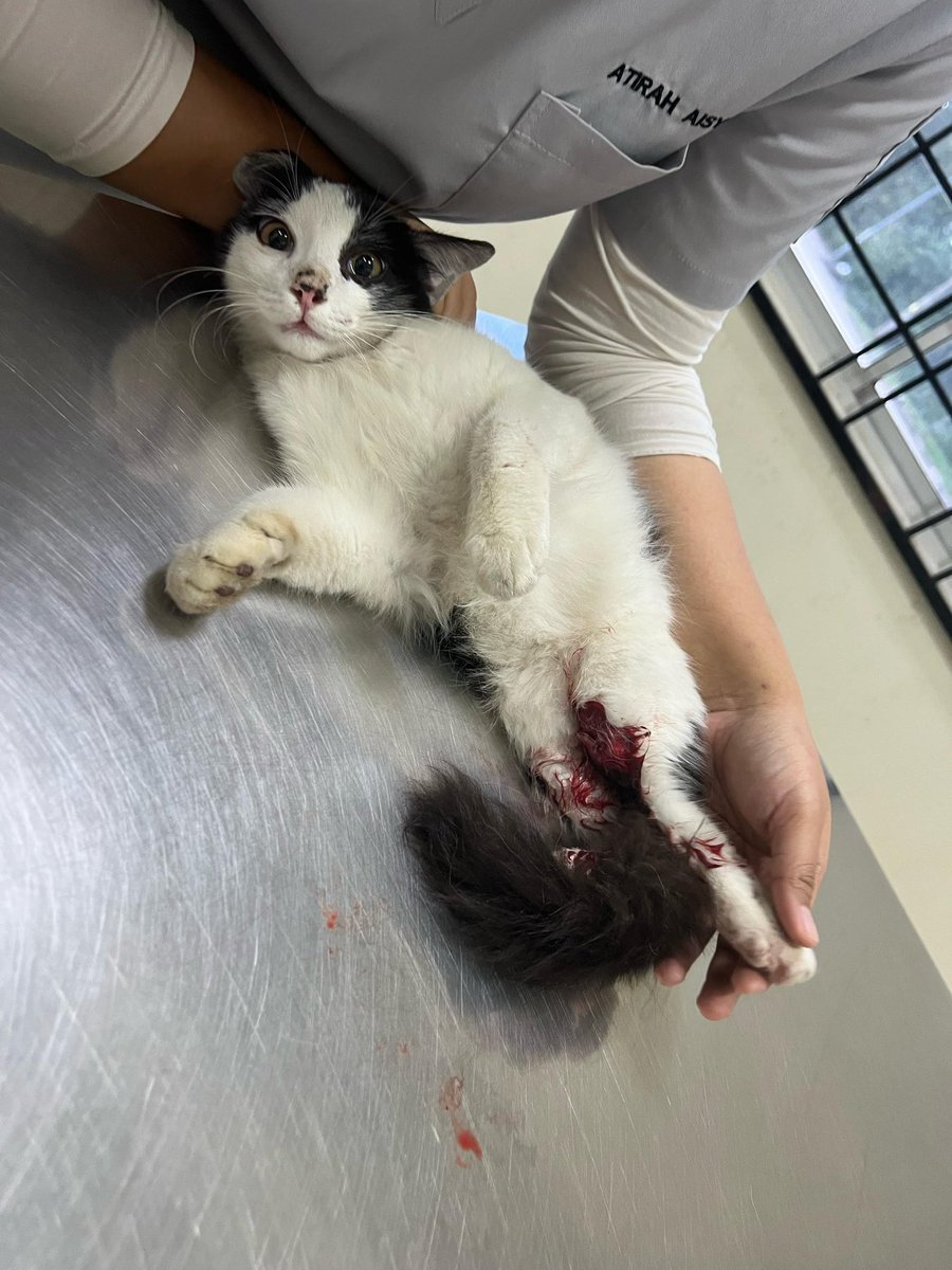 sdeeyana's tweet photo. Donation needed for putih.

Hi assalamualaikum, dengan rendah hati saya nak minta donation untuk stray cat yang ada dekat bengkel kereta. 

dia kena langgar tengah hari tadi &amp; kaki dia patah https://t.co/QrrN3Te0Wh