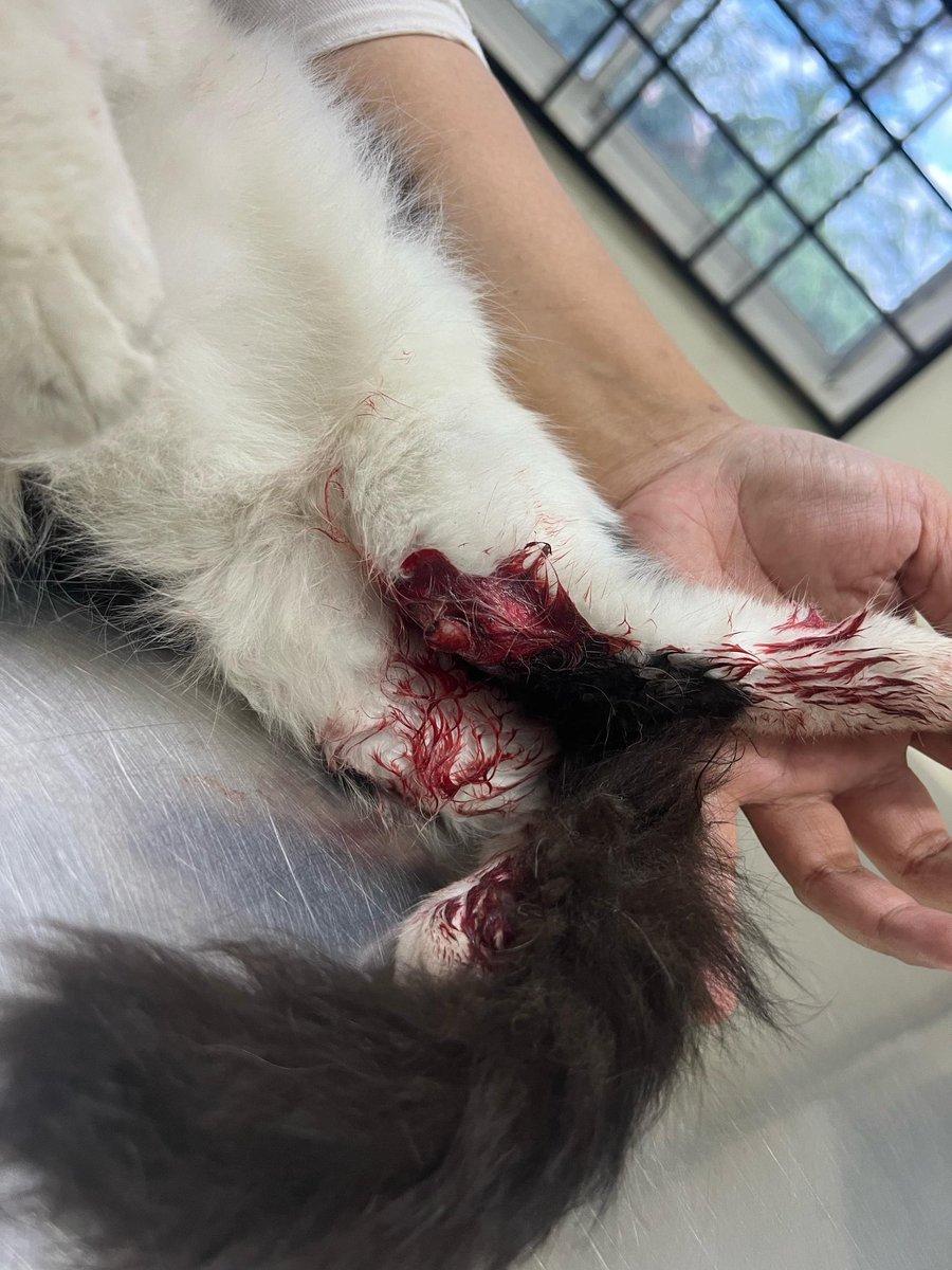 sdeeyana's tweet photo. Donation needed for putih.

Hi assalamualaikum, dengan rendah hati saya nak minta donation untuk stray cat yang ada dekat bengkel kereta. 

dia kena langgar tengah hari tadi &amp; kaki dia patah https://t.co/QrrN3Te0Wh