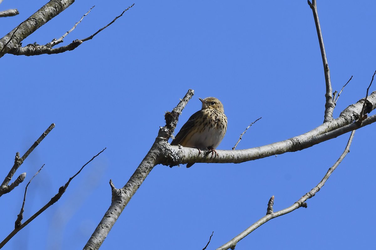 16/04/25 visit to Dartmoor to see the spring arrivals, 
 produced. A Cuckoo , 4Redstarts, 6Pied Flycatchers and a Tree Pipit in the sunshine.