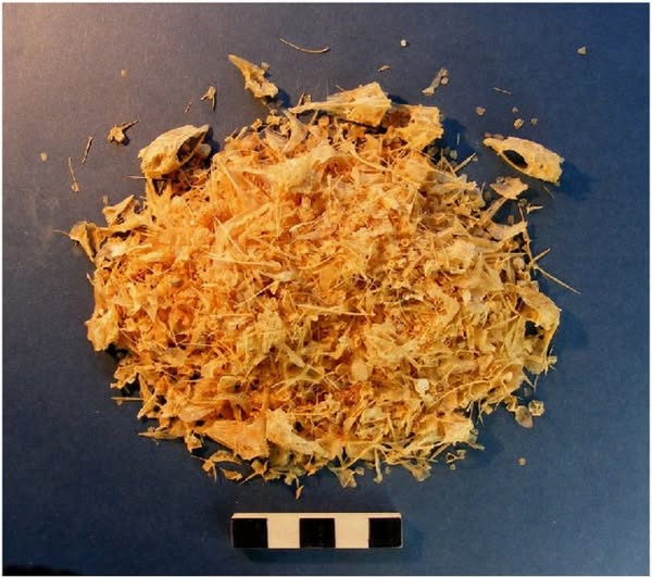 PMonty18's tweet photo. A sample of fish bones from excavated from the Roman town of Pompeii. Pompeii was buried under meters of ash and pumice after the catastrophic eruption of Mount Vesuvius in 79 A.D. #fishbones #zooarchaeology #environmentalarchaeology https://t.co/W2fW8wLFqP