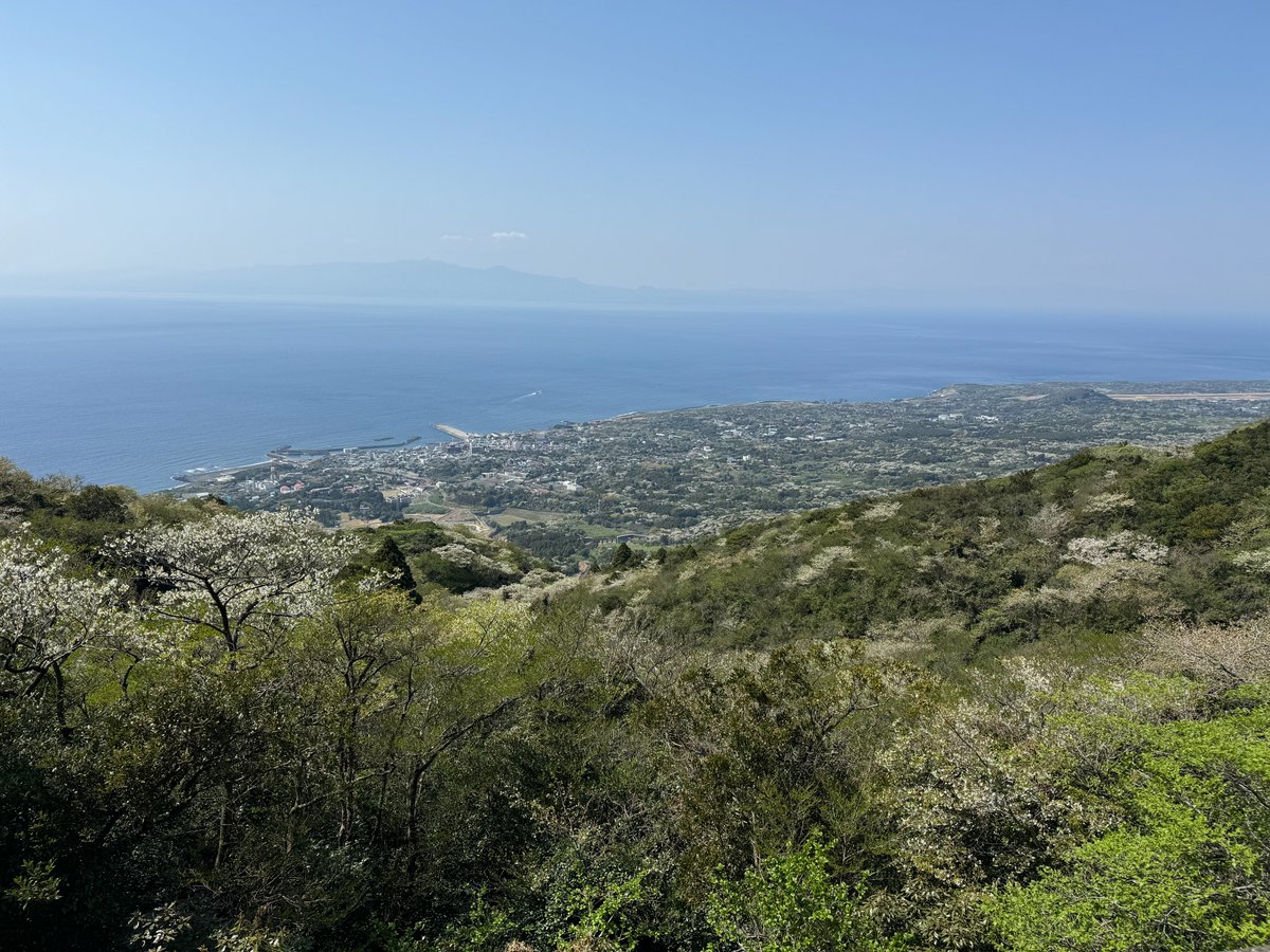 ohshimaonsen's tweet image. こんにちは、大島温泉ホテルでございます。
もうピークは過ぎ去ってしまいましたが、2月3月の椿まつり終了後は大島桜の開花時期に突入いたします🌸三原山に近づくほど開花時期が遅くなり4月の上旬には写真のように景色を彩ります。この時期にを狙ってぜひ足をお運びください!
#大島温泉ホテル