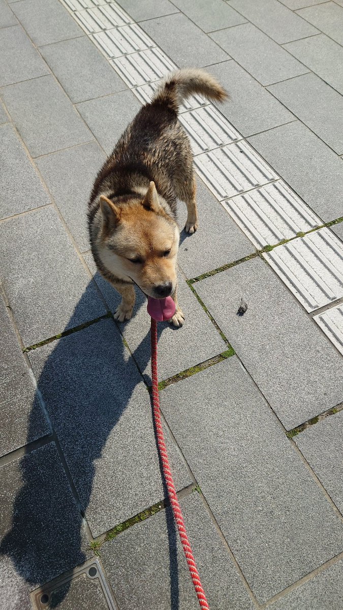 AbraDeb's tweet image. 水を飲もうとして堀に落ちたマイドッグ