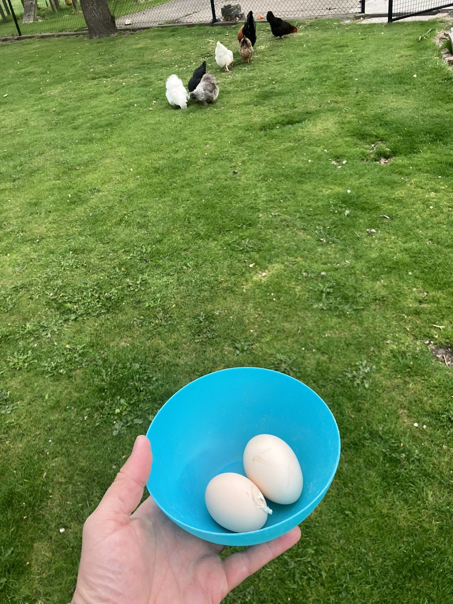 Goedenmorgen.. toch weer 2 gif bommetjes vanmorgen als ik het nieuws moet geloven. #eitjes #scharrelkippen