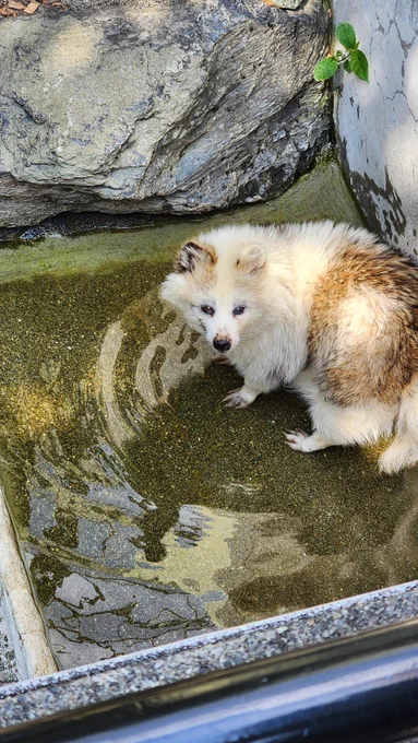 ブチポンくんがドジョウを捕まえた 