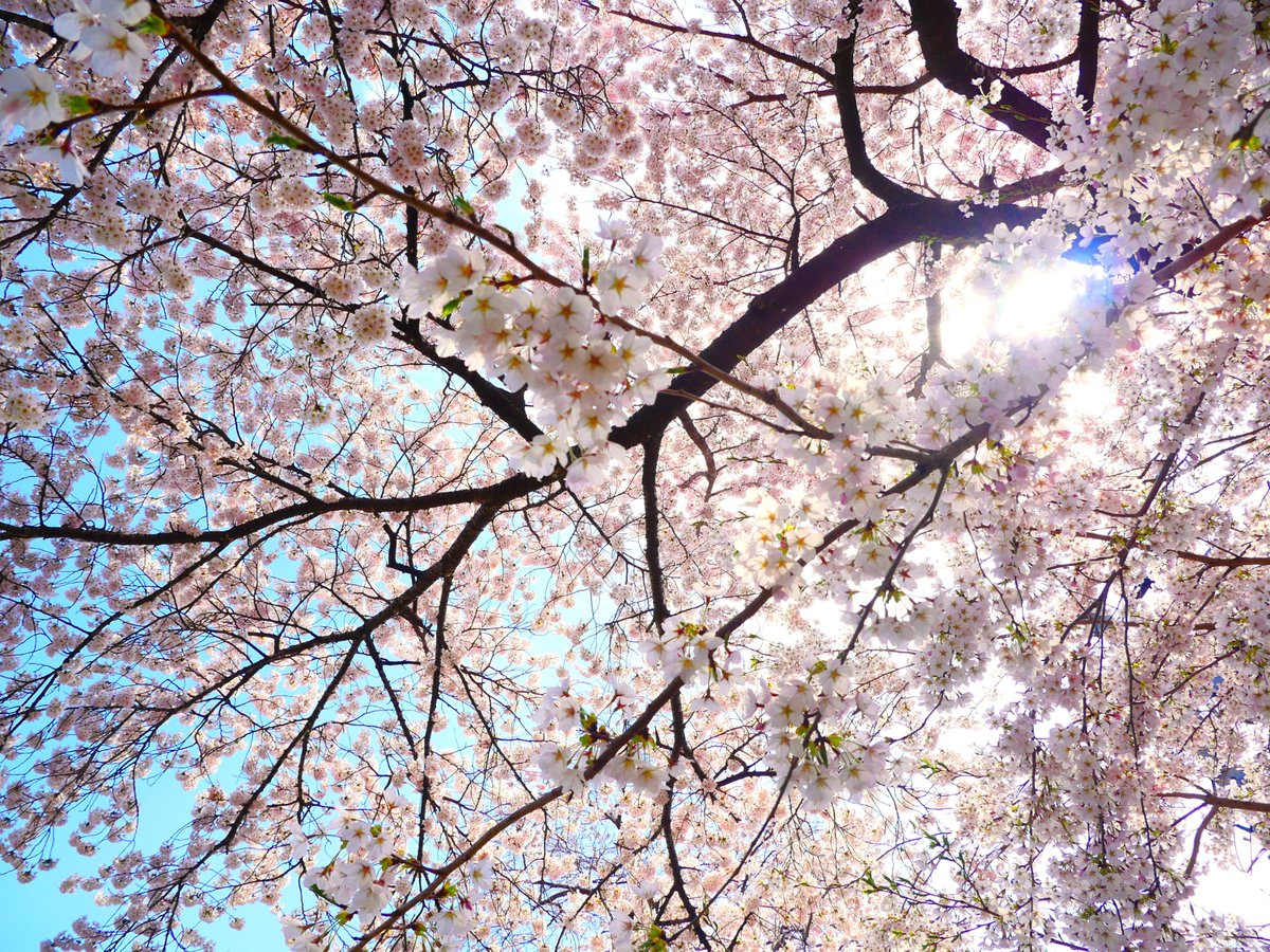 町内には桜の名所があちこちにございまして
その中でも
吉里吉里地区「吉里吉里駅」と
大ヶ口地区「大槌川桜の回廊」
の写真を大槌LOVERの皆さまへ！

吉里吉里駅
maps.app.goo.gl/dSXJurChLHqSrt…
大槌川桜の回廊
maps.app.goo.gl/XQMFATBR3ZKCN4…

大槌の春を覗きに、ぜひ今週は大槌町へ遊びにいらしてください！