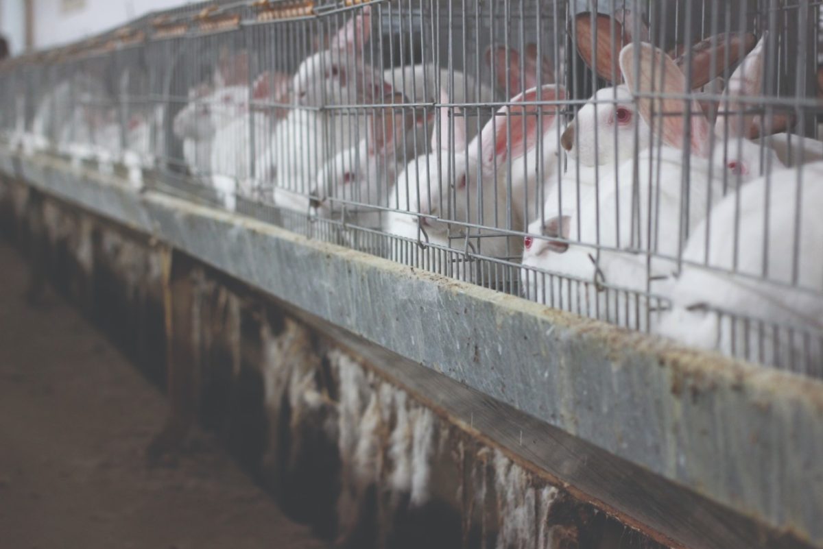 Philip Lymbery (@philip_ciwf) on Twitter photo Most farmed animals globally merely exist in confinement, squalor & unimaginable misery
Rabbits have a desperately short life - the majority cant stretch out, sit with ears erect or get up on haunches
Some can’t perform a single hop
Factory farming is a stain on humanity
<a href="/ciwf/">Compassion in World Farming UK</a> Most farmed animals globally merely exist in confinement, squalor & unimaginable misery
Rabbits have a desperately short life - the majority cant stretch out, sit with ears erect or get up on haunches
Some can’t perform a single hop
Factory farming is a stain on humanity
<a href="/ciwf/">Compassion in World Farming UK</a>