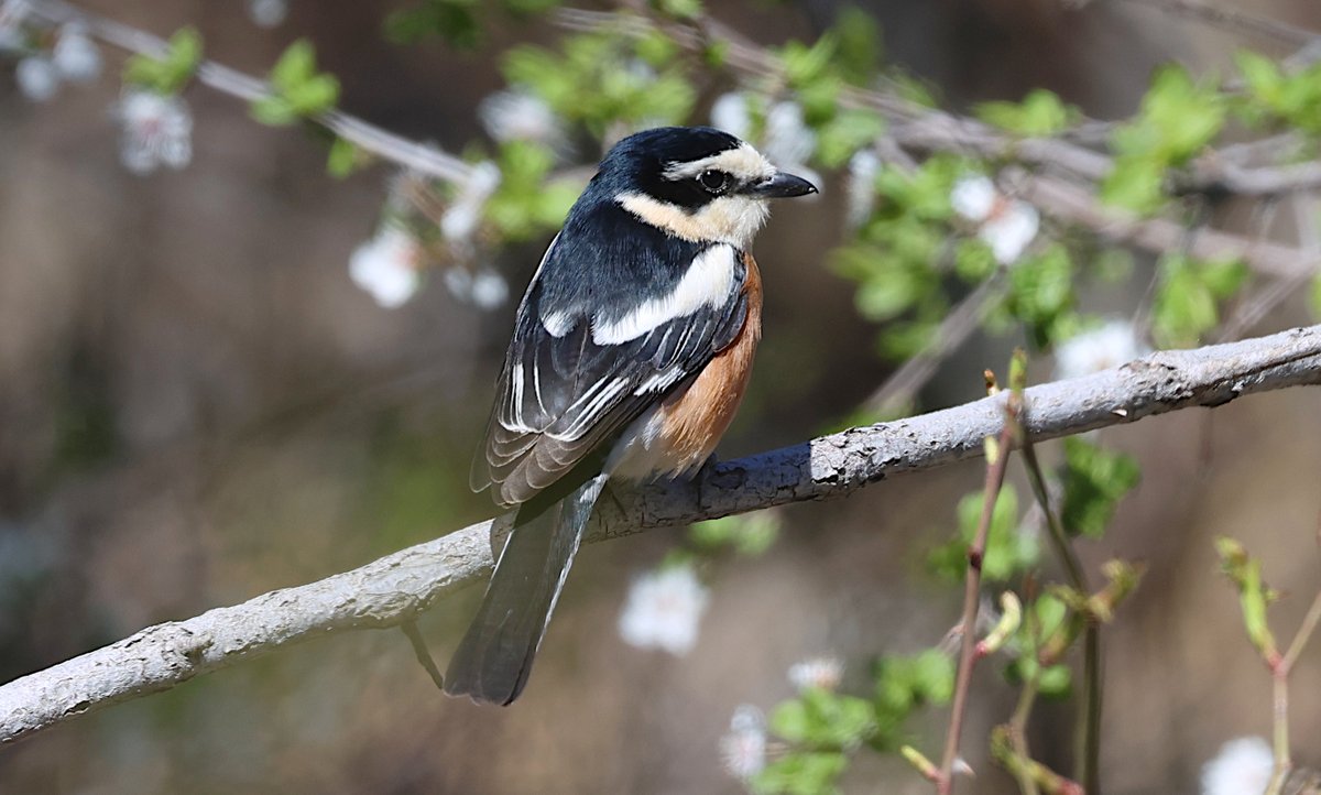 Chris Rodger tweet media