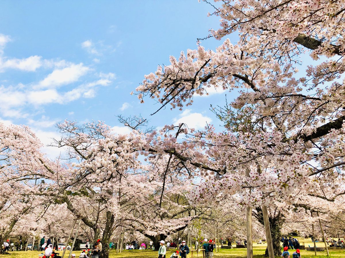 仙台市太白区にある三神峯公園の桜が見頃です🌸 市内の公園で最も桜の