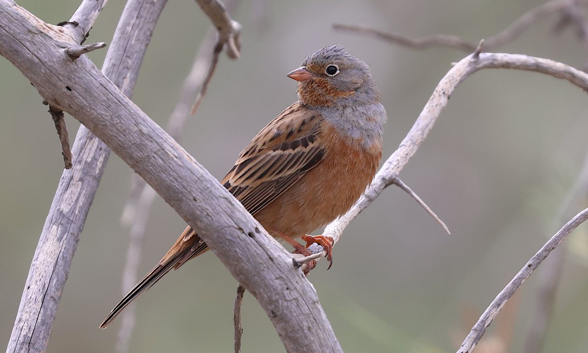 Chris Rodger tweet media