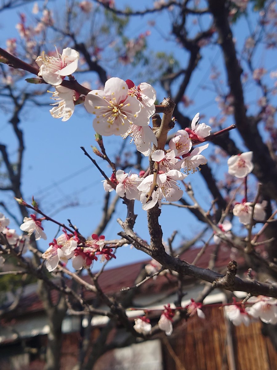 mon_47chan's tweet photo. この季節お外出るとつい花の写真撮っちゃう https://t.co/STqaDifvoC