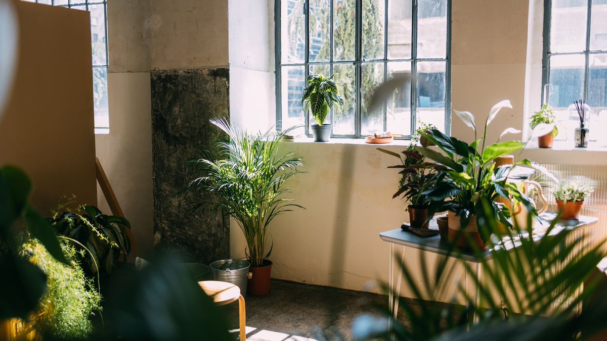 8 plantes porte-bonheur qui attirent les énergies positives
admagazine.fr/article/plante…
#deco #decoration #interieur #planteverte #energiepositive