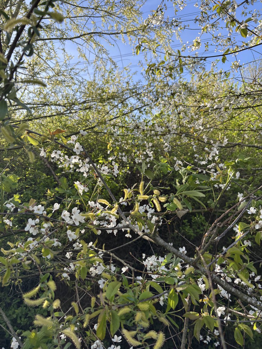 LisaPerfidious's tweet photo. Blossom and fluff.
#NatureWalkToTheBus #blueskies #blossomwatch https://t.co/A6CeeaBqmP