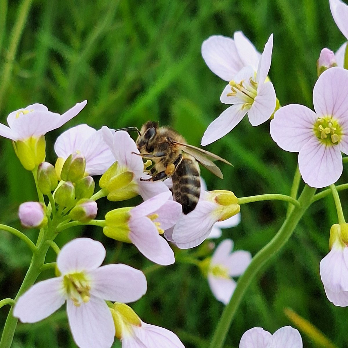 🌿🌸🐝🌸🌿

#InsectThursday