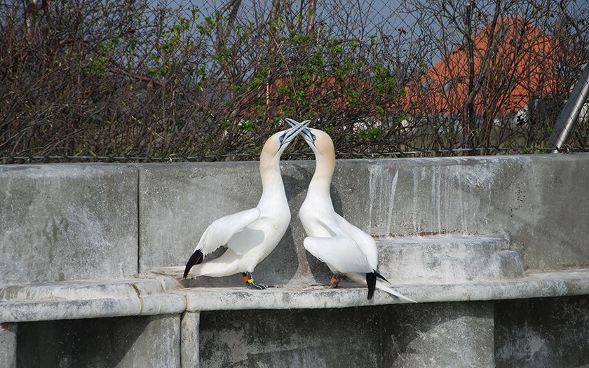 Dierverzorgers Jarco en Jasmijn reden laatst naar Artis met aquariumdieren en kwamen terug met een jan-van-gent. Vissen en anemonen van ons komen in hun nieuwe Aquarium, hun jan-van-gent zit nu in onze groep. Lees er meer in Jarco's weblog: ecomare.nl/verdiep/blog/d…