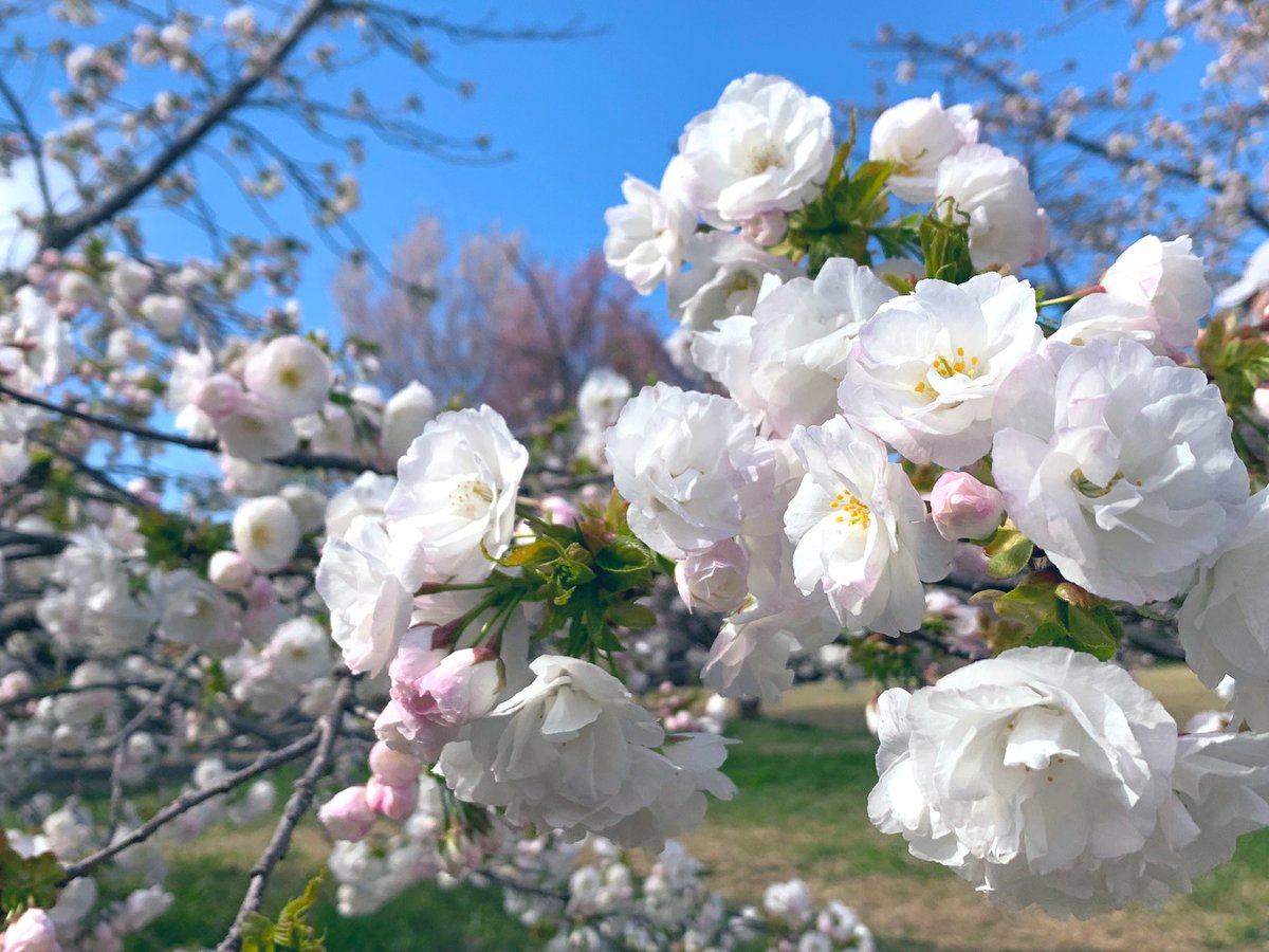 926_coco's tweet photo. 今年2度目のお花見ー🌸
そしてネイルはグリーンのフラマグ🍏

 #ネイル  #セルフネイル https://t.co/vMe05t1k8b