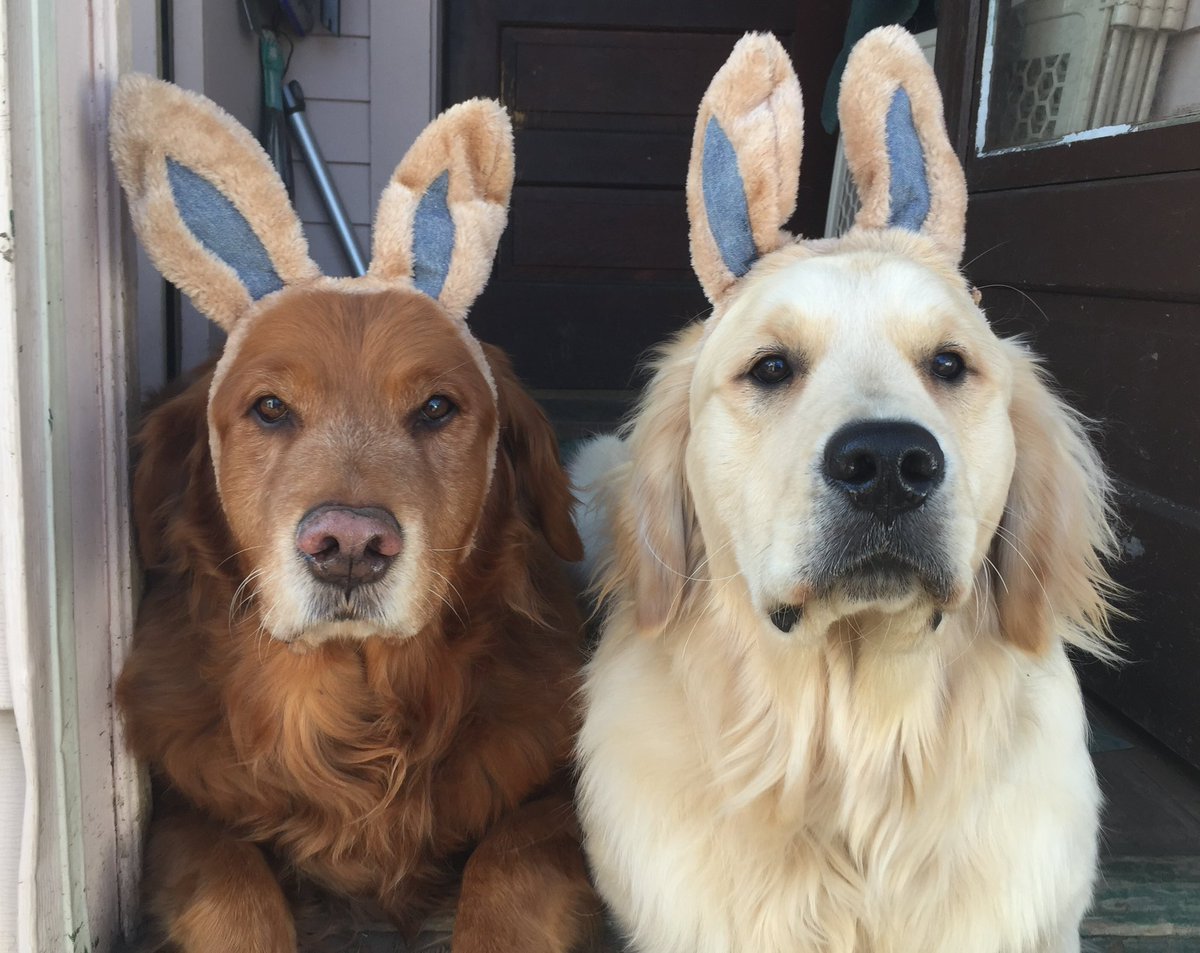 MikeFrezon's tweet image. #ThrowbackThursday to 2018 when Ernie and Pete were both trying out for Easter Bunny. It was a close contest. 

#DogsofTwittter #BrooksHaven #grc #dogcelebration #GoldenRetrievers #EasterBunny