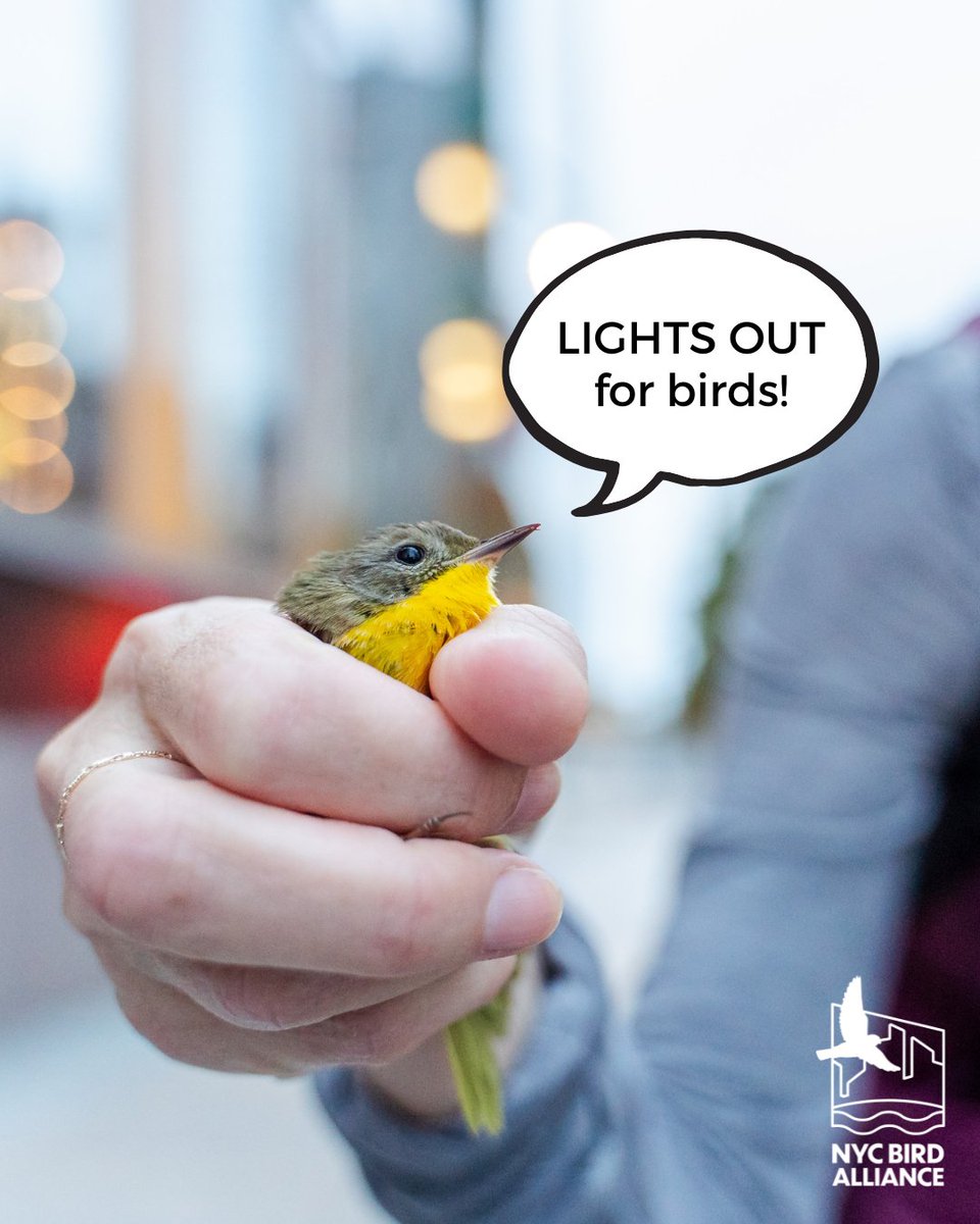 Help birds stay on track. Turn #LightsOut this migration season! 
Artificial light draws birds into our dangerous urban habitat.💡Save birds and save energy this spring.
➡️ When a room isn't in use, turn off the lights!