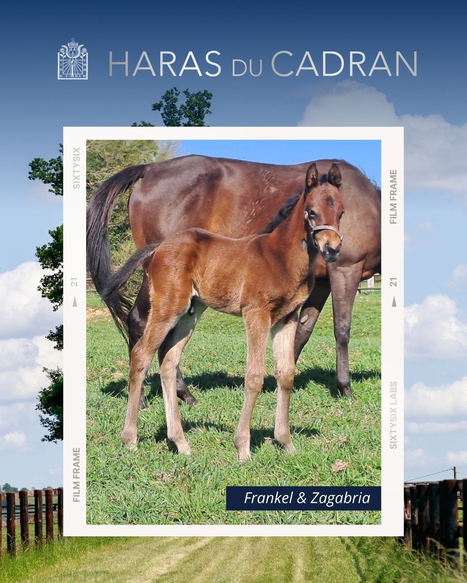 📸 𝗙𝗼𝗮𝗹 𝗚𝗮𝗹𝗹𝗲𝗿𝘆!

💫 Né au 𝘏𝘢𝘳𝘢𝘴 𝘥𝘶 𝘊𝘢𝘥𝘳𝘢𝘯, ce magnifique foal est issu du croisement #Frankel et Zagabria (Dansili)

#FoalGallery #HarasduCadran