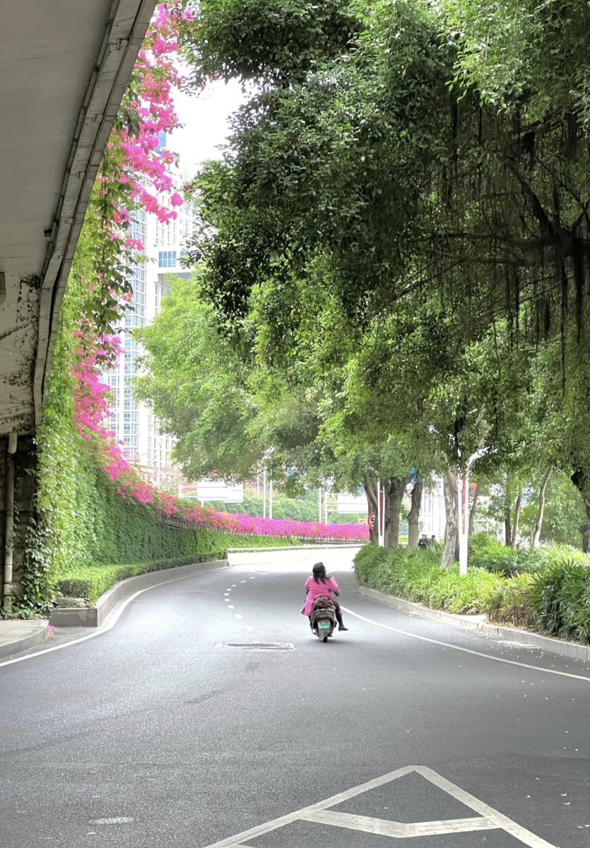 banzhanqinghua1's tweet image. Like pulling back the curtain to reveal spring 🌱✨ #SpringIsHere