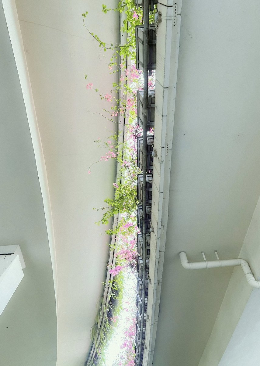 banzhanqinghua1's tweet image. Like pulling back the curtain to reveal spring 🌱✨ #SpringIsHere