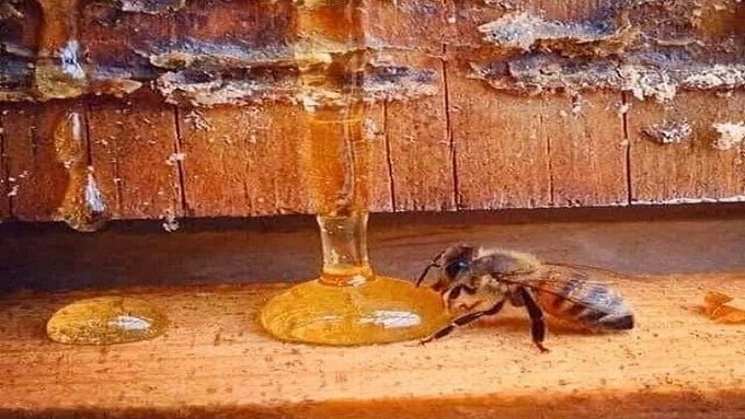MelaniaFrance's tweet image. L'abeille vit moins de 40 jours, visite au moins 1 000 fleurs et produit moins d'une cuillère à café de miel. Pour nous, ce n'est qu'une cuillère à café de miel, mais pour l'abeille, c'est une vie. Merci les abeilles !