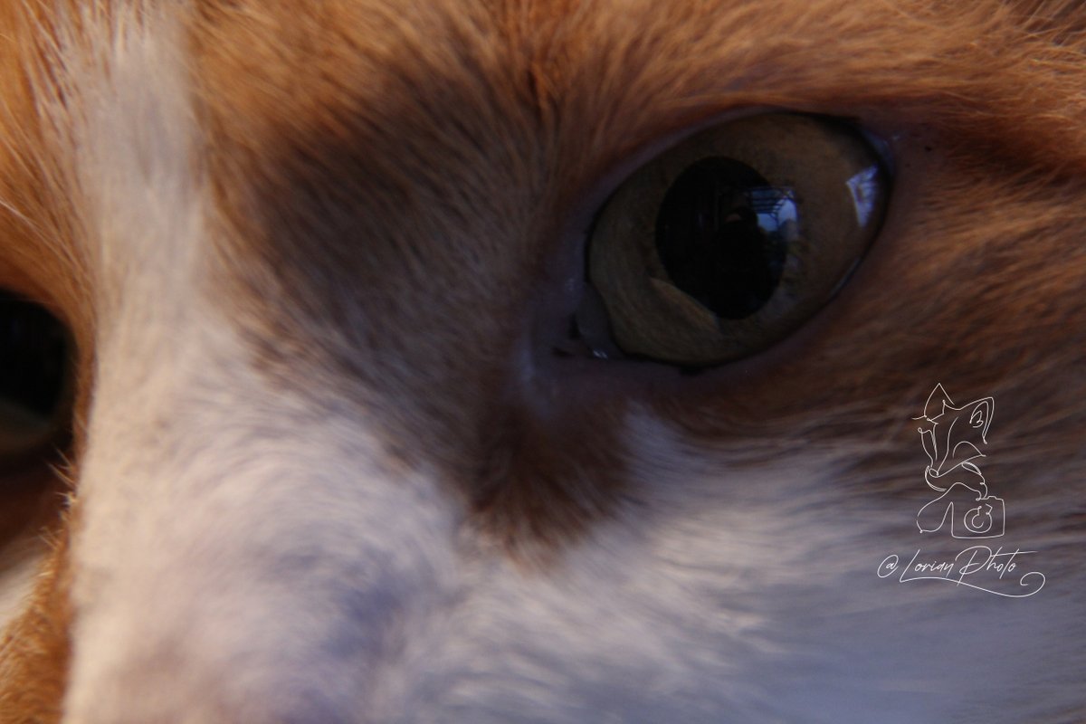 LorianPhoto's tweet photo. 04 Janvier 2024
#chat #cat #chatorange #orangecat #mayncoon #photo #photographie #photography #appareilphoto #camera #reflex #dslr #sansretouche #pasderetouche #noretouching #nopostproduction https://t.co/jqXaNtAVLs
