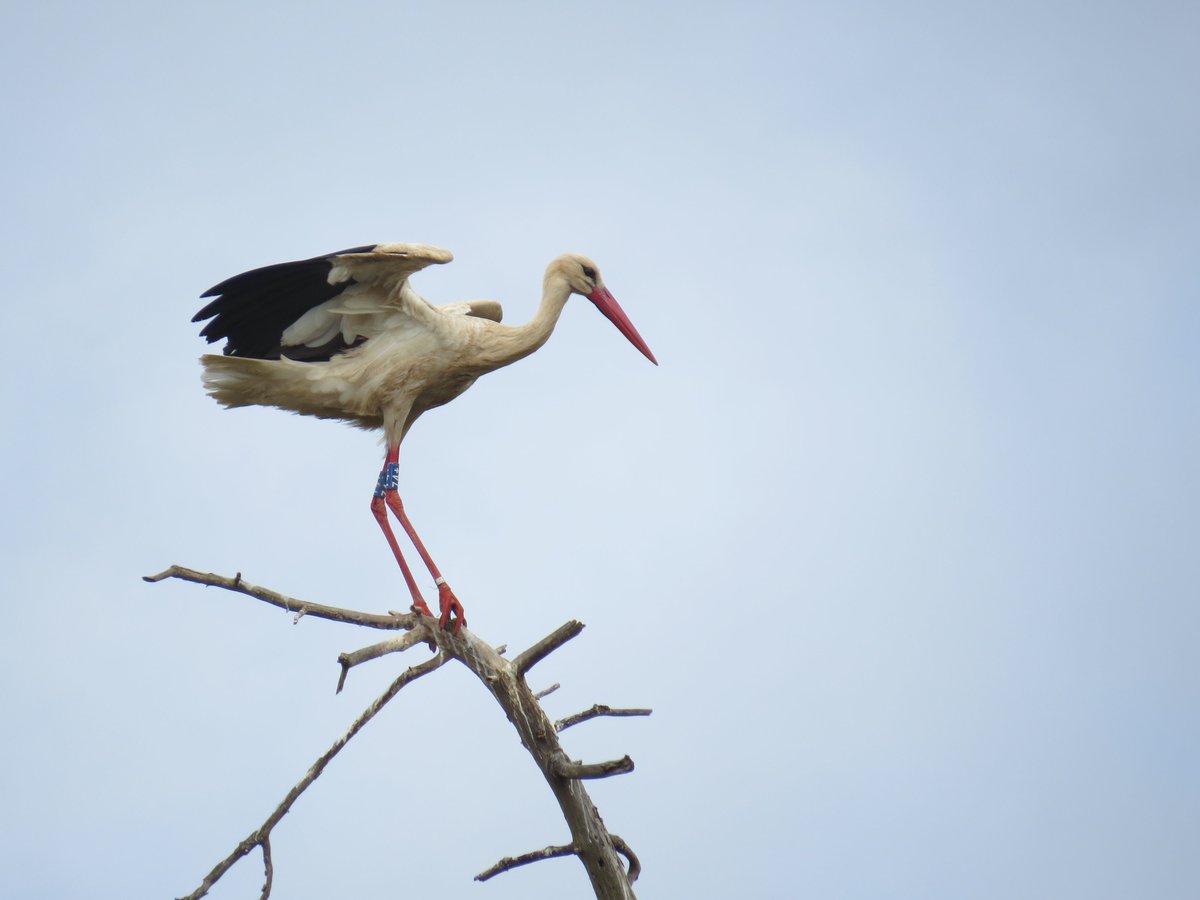 Journal of Animal Ecology (@animalecology) on Twitter photo What drives the loss of migration in large long-lived birds? Andrade et al. combine genomics, census and tracking data of white storks, highlighting the role of developmental plasticity in driving fast responses to environmental conditions🪽 buff.ly/g7BwN2x
<a href="/BirdsMove/">Birds On The Move</a> What drives the loss of migration in large long-lived birds? Andrade et al. combine genomics, census and tracking data of white storks, highlighting the role of developmental plasticity in driving fast responses to environmental conditions🪽 buff.ly/g7BwN2x
<a href="/BirdsMove/">Birds On The Move</a>