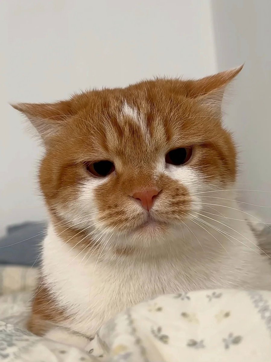 No Context Cats tweet media