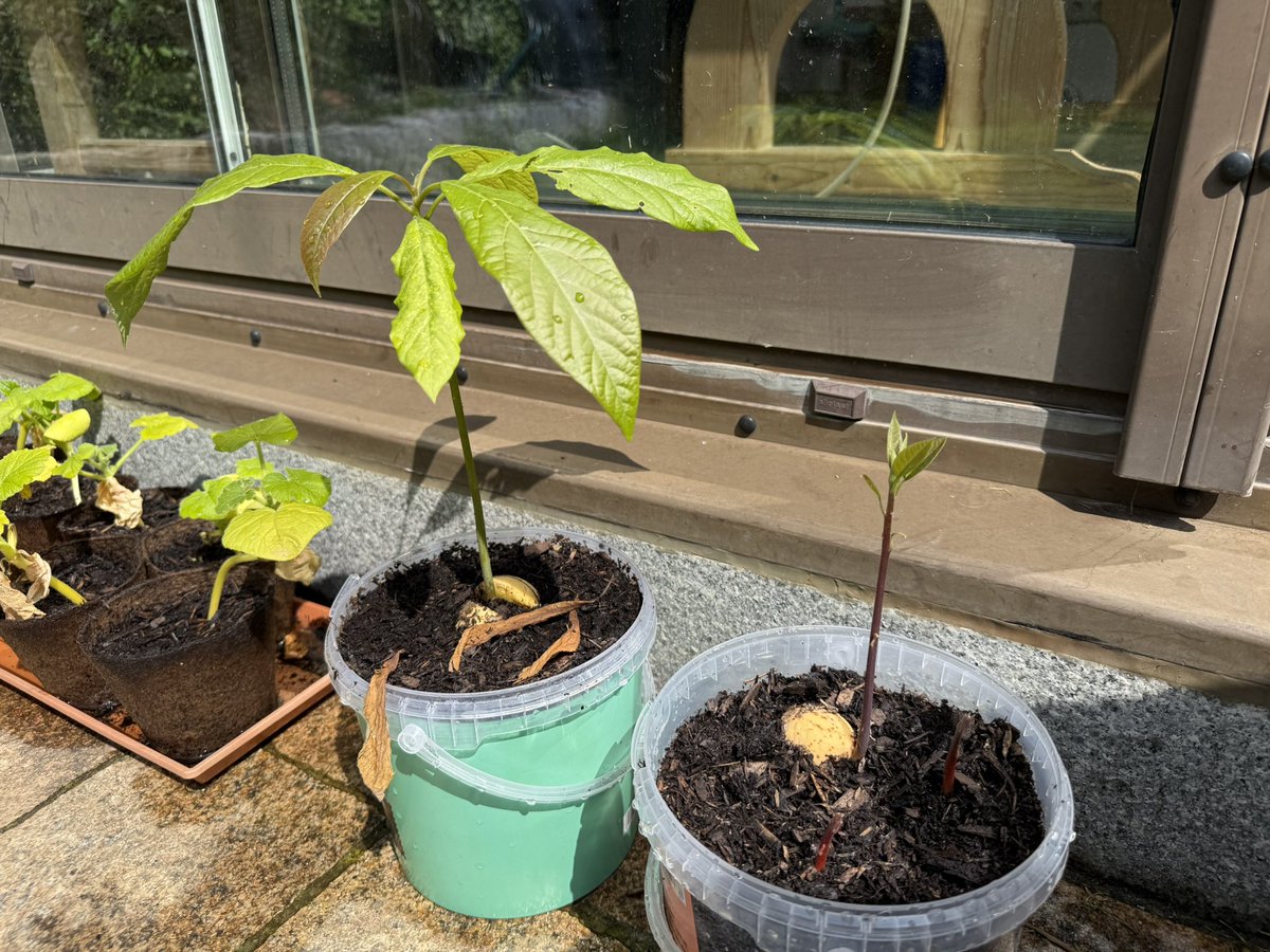 Schönen Gründonnerstag allen😃
Frauchen hat diese Avocado 🥑 Kerne eingepflanzt… und alle werden was😃