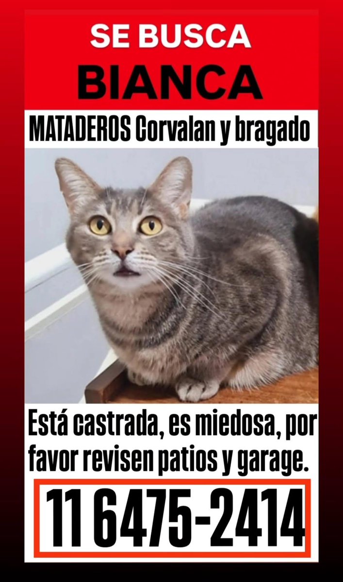 SE PERDIO EL  10/4. EN CORVALAN Y BRAGADO.  MATADEROS. 

BIANCA ES UNA GATA DE TAMAÑO MEDIANO BASTANTE GORDITA. EL LOMO ES TODO GRIS. LA PARTE DEL CUELLO ATIGRADO CON BLANCO Y GRIS MAS CLARO. EL HOCICO ES BLANCO. 
POR FAVOR SI ALGUIEN LA VE ME AVISAN !
CONTACTO 11 6475 2414
