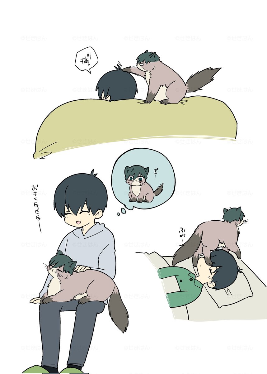 sbii41's tweet photo. isgさん家のrn猫🐾 https://t.co/CECGEXdh4n