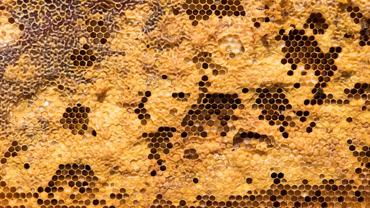 Crowd DNA tweet media