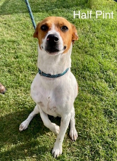 Precious little HALF PINT #A369878 1yr3mo,
DESPERATELY NEEDS OUR HELP!
Little guy has fractured leg,needs medical care &amp; a foster!
Shelter wants to kill this precious baby,he is RUNNING OUT OF TIME ⏳ 
PLZ #PLEDGE TO ATTRACT A RESCUE 🛟 #CorpusChristi no pledge too small #Texas