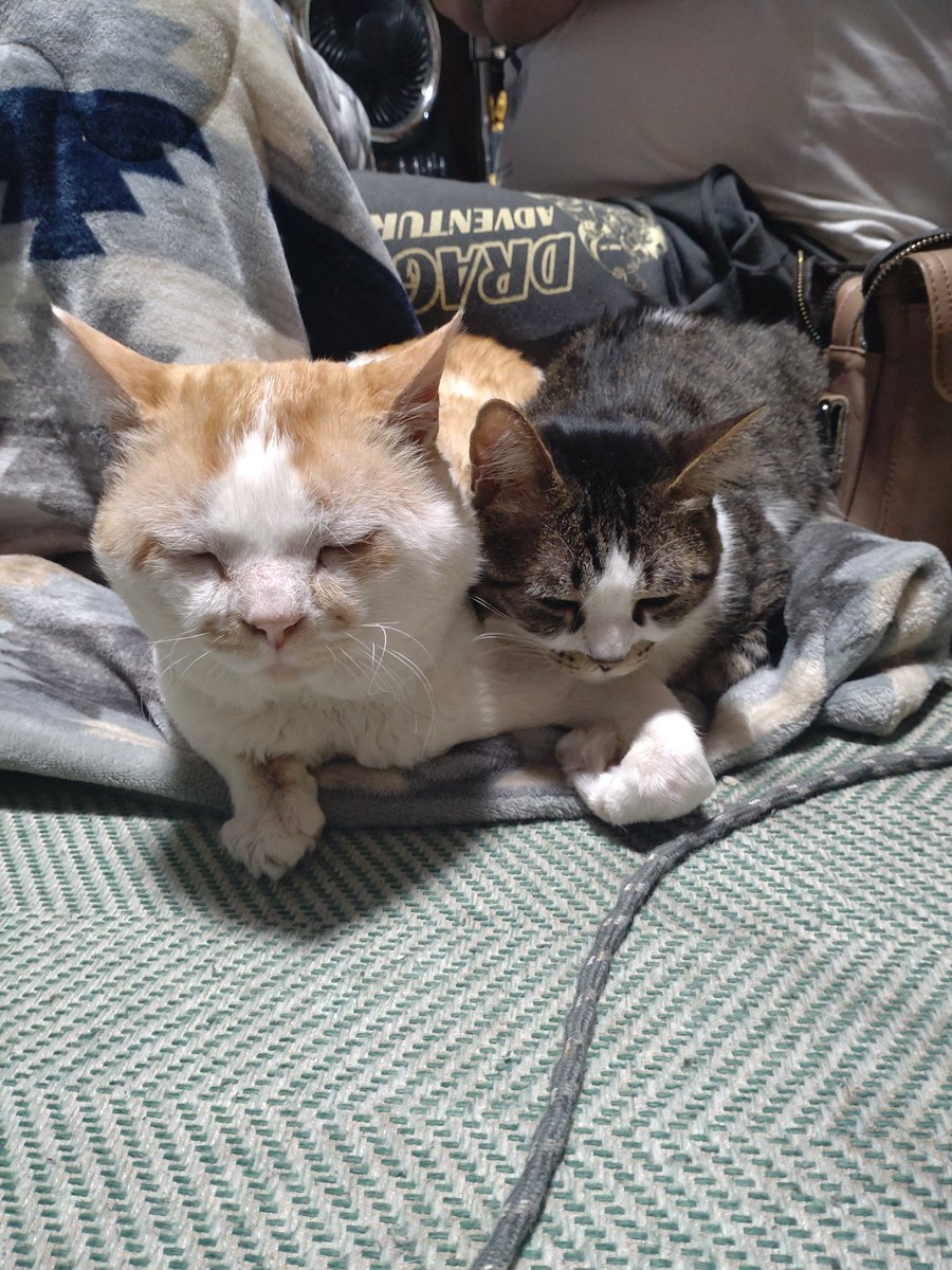 ちえ😺にゃんこと一緒😻 (@chie_angel_hear) on Twitter photo 