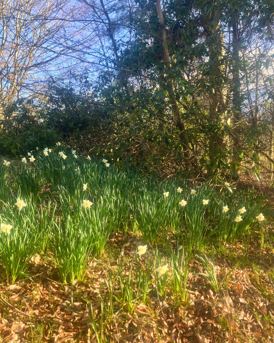 ProvanHall's tweet image. Provan Hall is open again today until Sunday, 10am to 4pm! Pop along to enjoy our daffodils!
