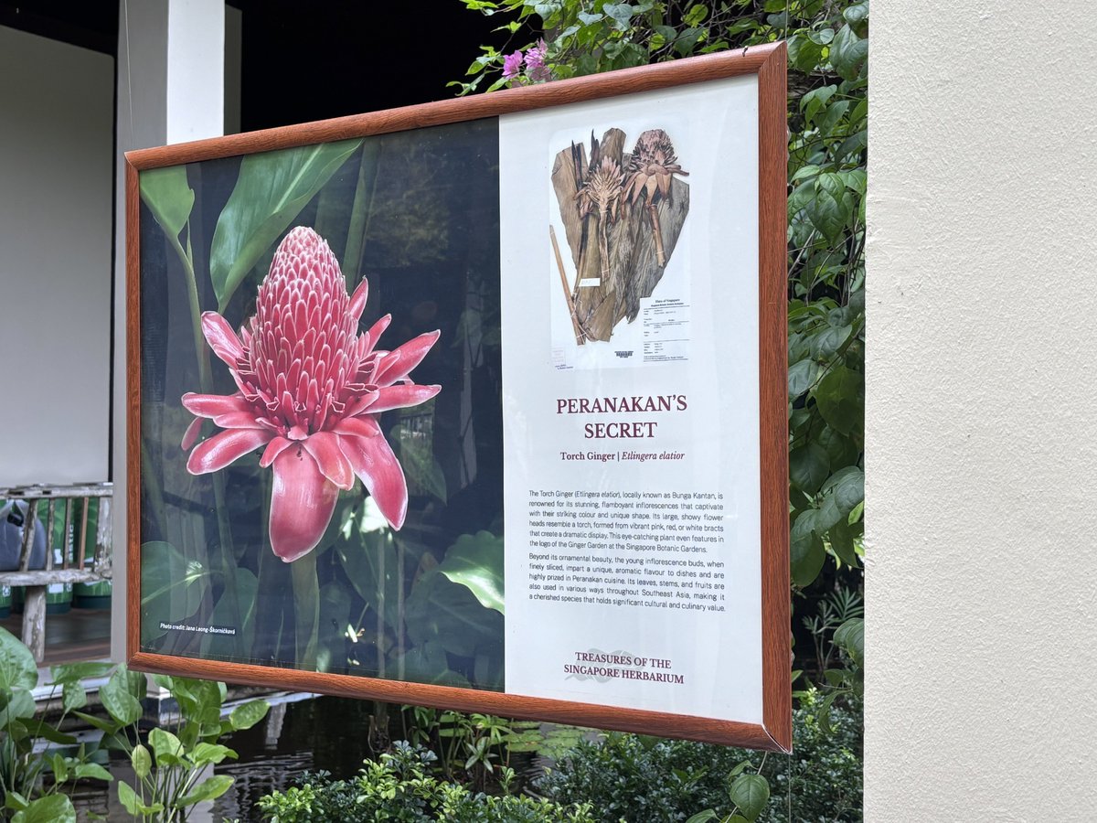 Dr Timothy Utteridge (@timutteridge) on Twitter photo Treasures of the Singapore Herbarium. A small exhibition in Singapore Botanic Gardens’ public areas now showing. <a href="/nparksbuzz/">National Parks Board</a> Treasures of the Singapore Herbarium. A small exhibition in Singapore Botanic Gardens’ public areas now showing. <a href="/nparksbuzz/">National Parks Board</a>