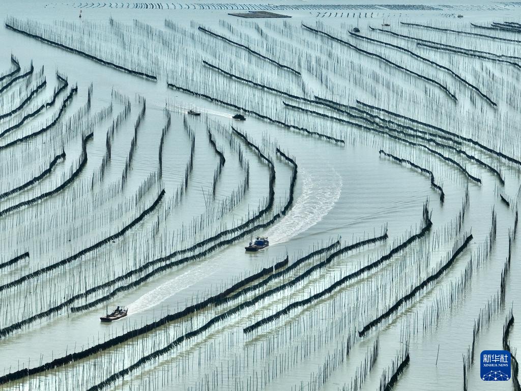 DailyBeijing's tweet image. "China's #seaweed capital" Xiapu County in #Fujian Province welcomes the harvest season for its 350,000 mu of seaweed. #chinatravel