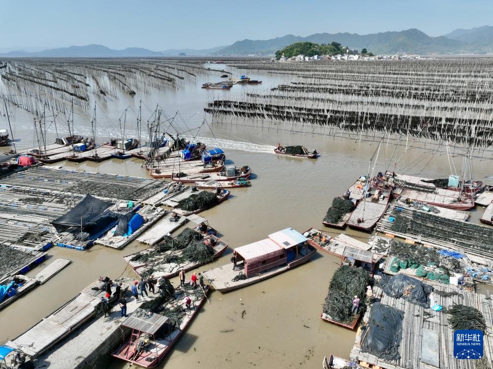 DailyBeijing's tweet image. "China's #seaweed capital" Xiapu County in #Fujian Province welcomes the harvest season for its 350,000 mu of seaweed. #chinatravel