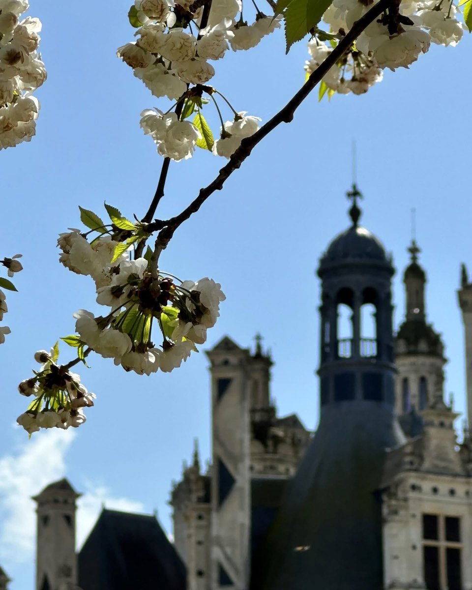 domainechambord's tweet photo. 😍 Les merisiers des jardins à la française nous ont livré cette année encore un incroyable spectacle !

La floraison touche à sa fin, profitez-en pour vous promener sous les derniers merisiers en fleurs ! 🌸  #jeudiphoto https://t.co/ZJOwBf7Z7N