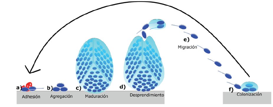 Esquema del proceso de formación del biofilm.
Pseudomonas aeruginosa y otras forman biofilms → estructuras que:
*Protegen a las bacterias del sistema inmune.
*Disminuyen la eficacia de antibióticos.

👀👀 No te pierdas esta super revisión sobre BIOFILM!

doi.org/10.47373/rfcs.…