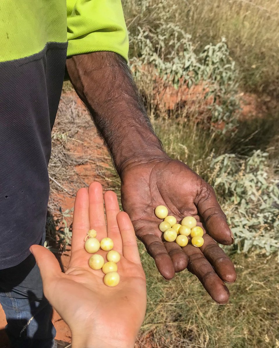 KJMartu's tweet photo. While checking on #ThreatenedSpecies out #OnCountry, #KJMartuRangers came across some delicious bush tucker! They collected wamurla (bush tomato) + jinyjiwirrily (wild gooseberry/desert raisin). These fruits grow on spiky bushes with purple flowers + are packed full of vitamin C. https://t.co/XAHsvGLMT5
