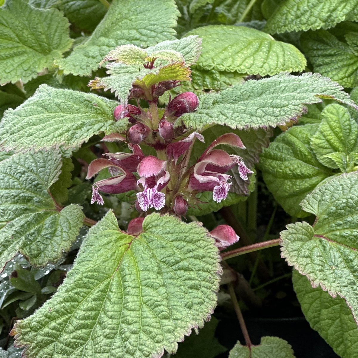 IrisesSeagate's tweet photo. Lamium orvala in the stock pots, one to prop as soon as I remember! #lamiumorvala #deadnettle #redflower #nettle #lamium #peatfree #plantnursery https://t.co/sG48PnrDjo