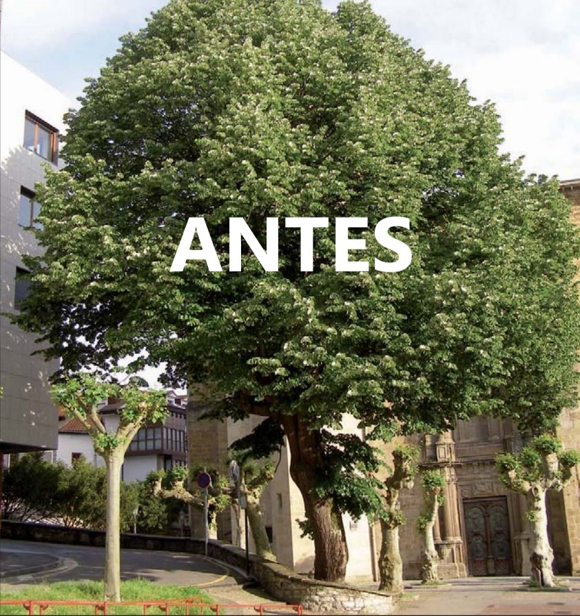 SOSterritorios's tweet photo. 📢Nos unimos a la muy necesaria #Campaña de #AquíFaltaUnÁrbol.
Como ejemplo, el emblemático y monumental #Tilo que vivía en la Plaza del Juncal.
@Irun_informa NO destocona ni repone🪵
Era uno de los 17 #Árboles del Catálogo de #Árboles de Interés Local en el #Municipio de #Irún‼️ https://t.co/s6Kk9ktcFm