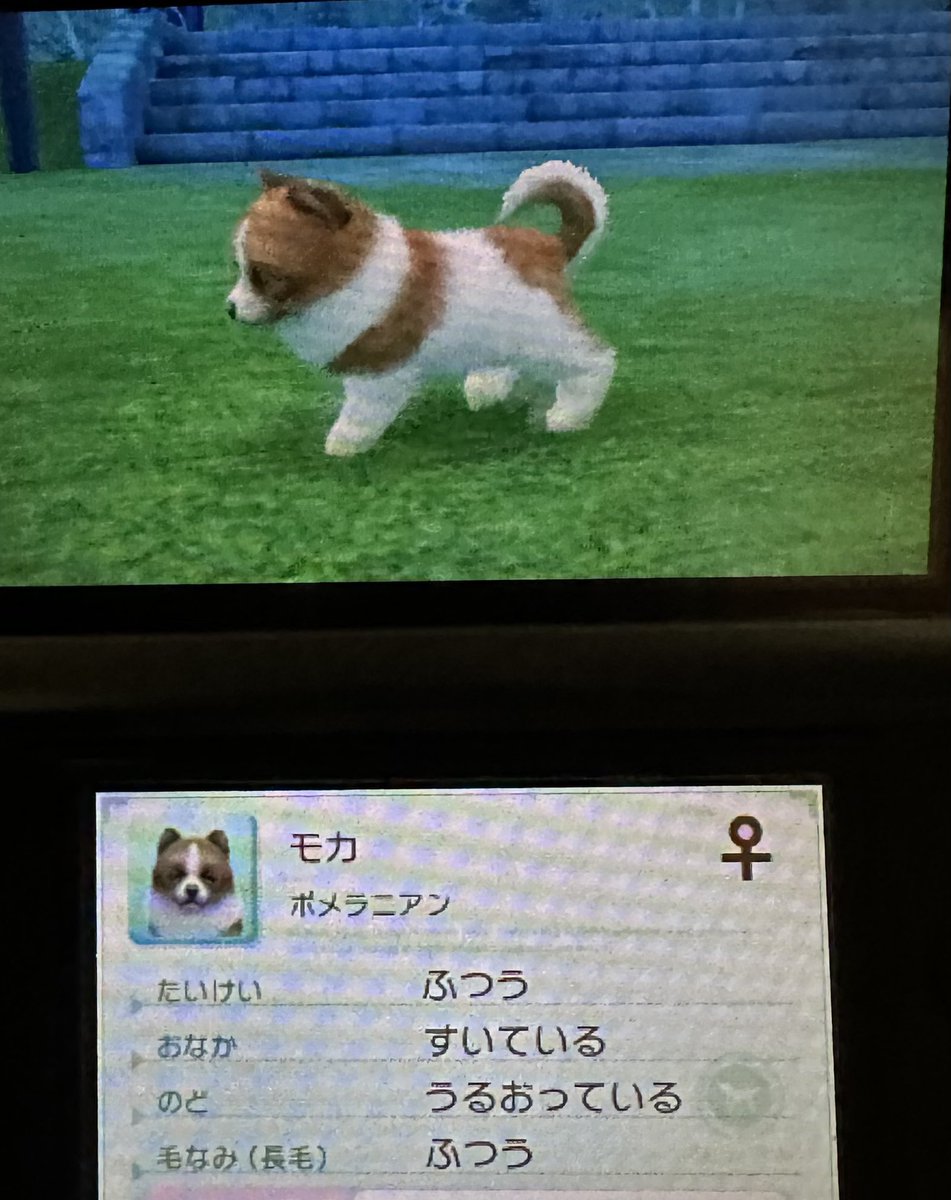 AMAZING𓏲𓎨Ren (@amazing__ren) on Twitter photo 犬飼い始めました🐶
<a href="/ouka_yuno/">桜花ゆの🌸しらゆきひめ</a> ちゃんと通信したけど、餌代凄いかかるって聞いてたけん見たら「太りぎみ」で丸々してた🤣
食べさせすぎやって🤣
でもダイエットフードでダイエット成功してた👏
私はアスリート犬に育て上げる✊ 犬飼い始めました🐶
<a href="/ouka_yuno/">桜花ゆの🌸しらゆきひめ</a> ちゃんと通信したけど、餌代凄いかかるって聞いてたけん見たら「太りぎみ」で丸々してた🤣
食べさせすぎやって🤣
でもダイエットフードでダイエット成功してた👏
私はアスリート犬に育て上げる✊
