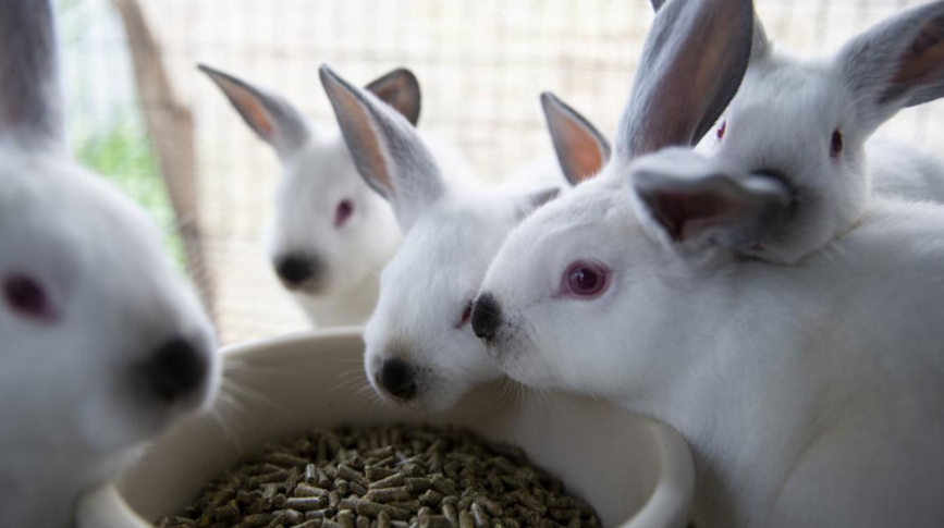 LeandreBaka2's tweet photo. ❌ MYTH: “Rabbits only need fresh grass.”
✅ FACT: A balanced diet includes pellets, hay, and greens.
📊 70% fiber + 15% protein = ideal digestion &amp; growth.
Relying on grass alone stunts growth, weight gain &amp; lowers immunity.
#RabbitNutrition #AgriHopperMythBuster https://t.co/626sErM3nY